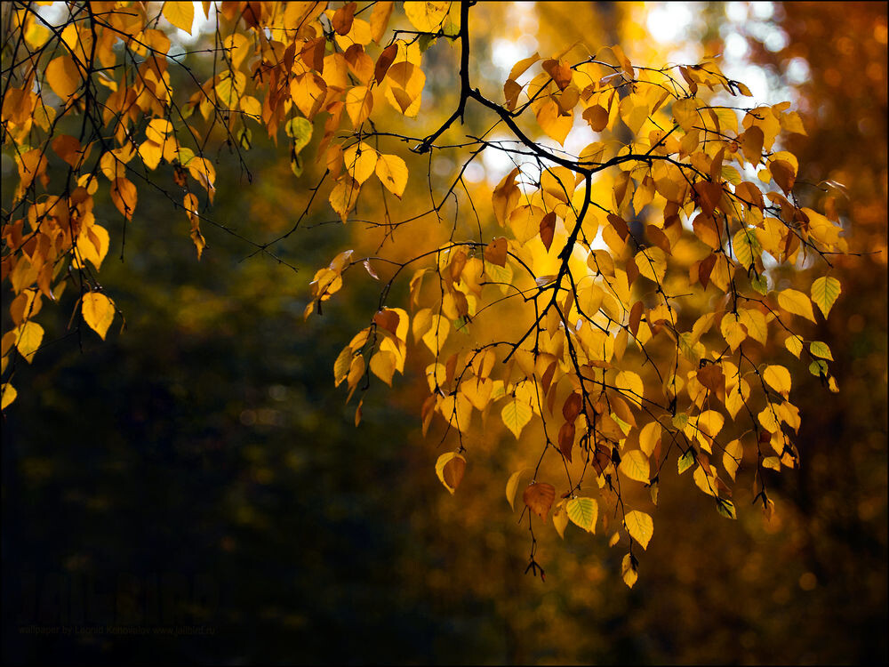 Фото взято с ресурса: https://wallpapers.99px.ru/wallpapers/77788/ 