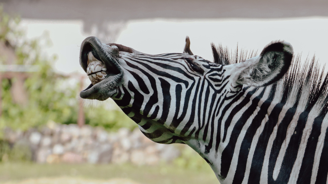    фото: Roman Naumov/URA.RU