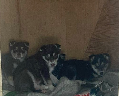 Если присмотритесь, Розочка - четвёртая спряталась за Брата. Поначалу две Сестрёнки так прятались за Братиков. Это они сразу после спасения. Еще все вместе. ❤️