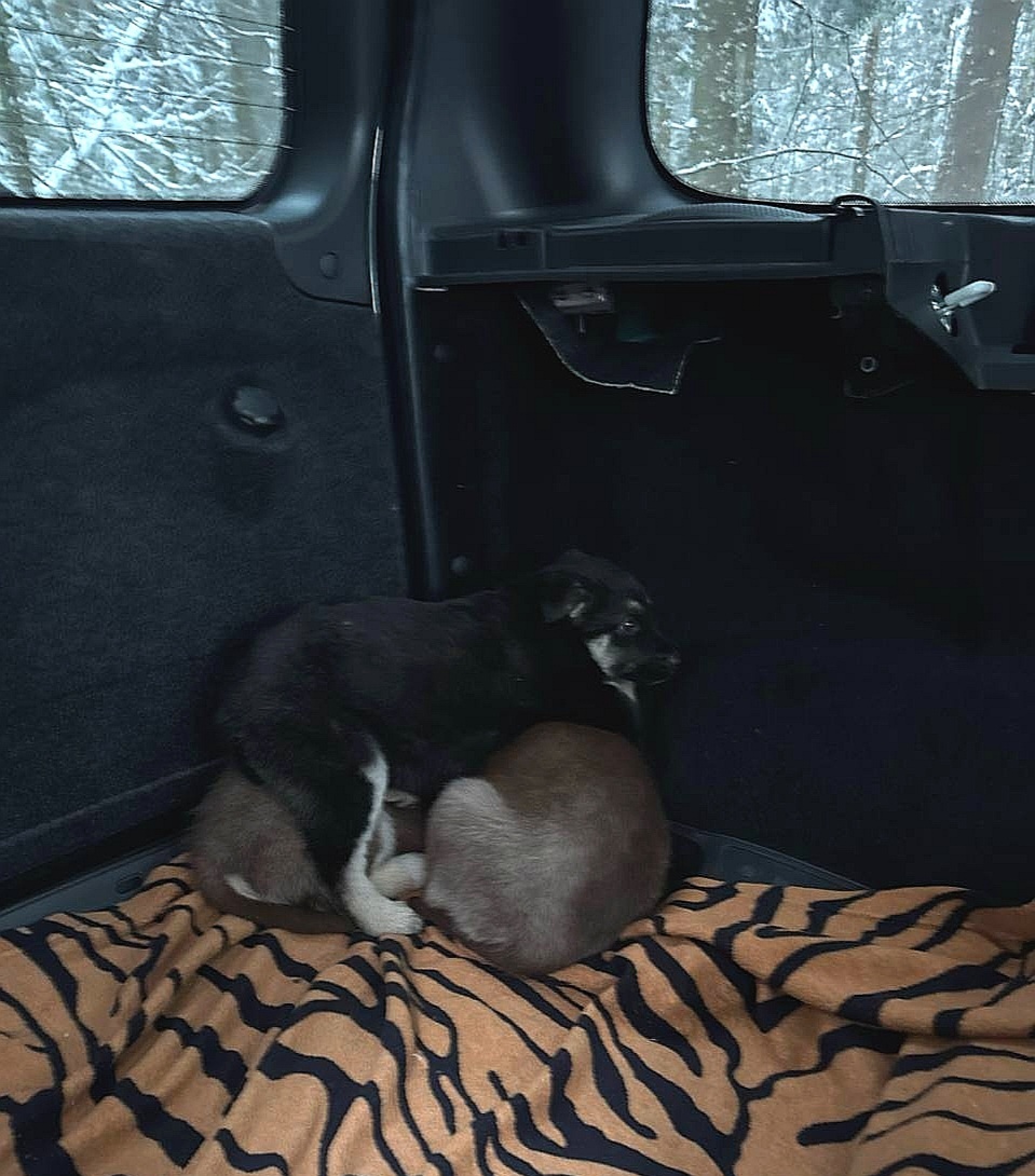 Это они в машине после поимки. Жмутся друг к дружке. Розочка сверху😊