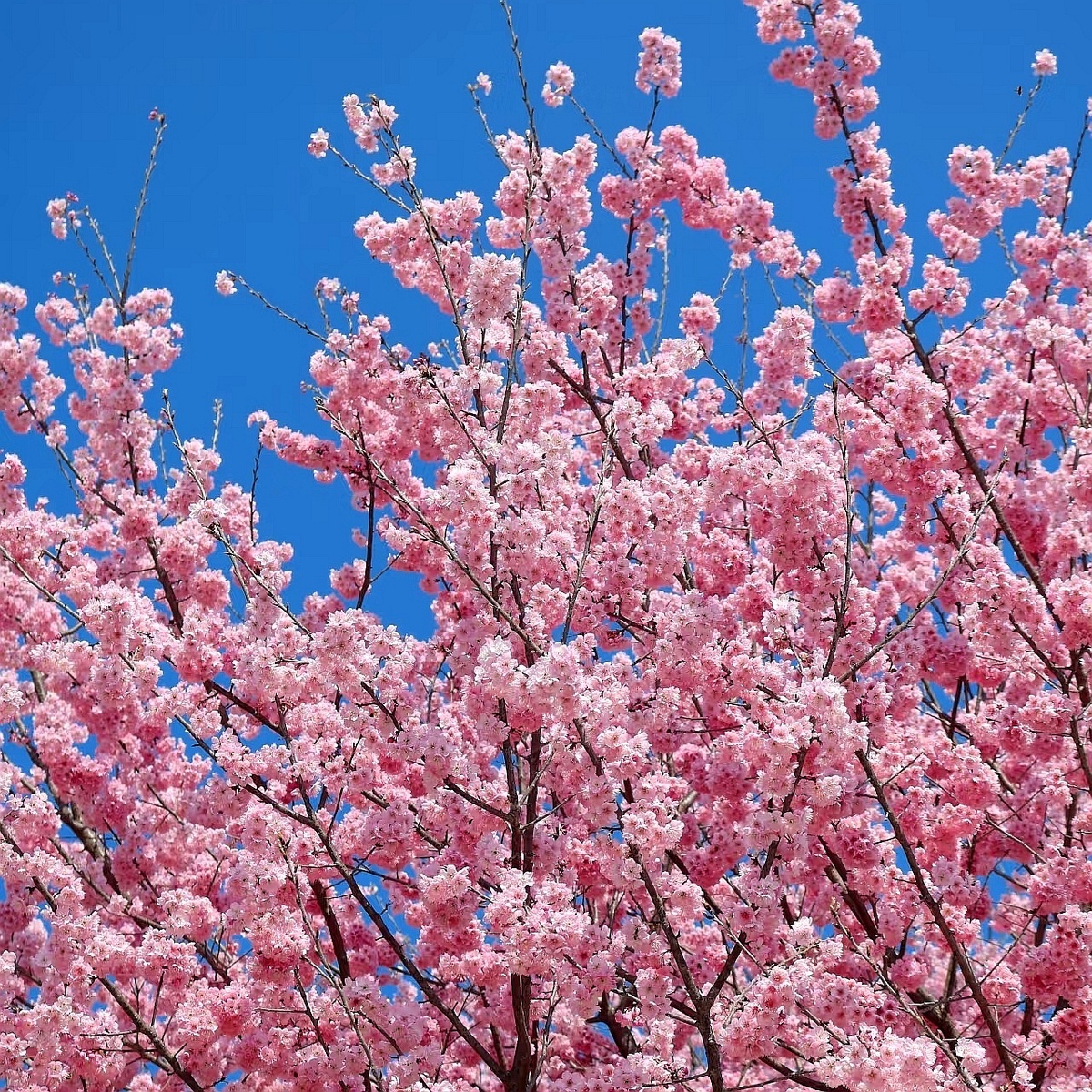 Цветение сакуры в Чунцине