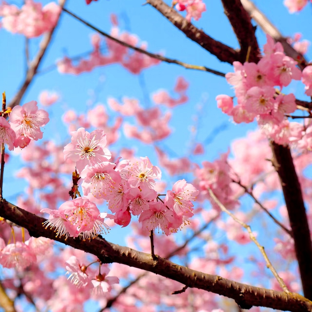 Цветы сакуры