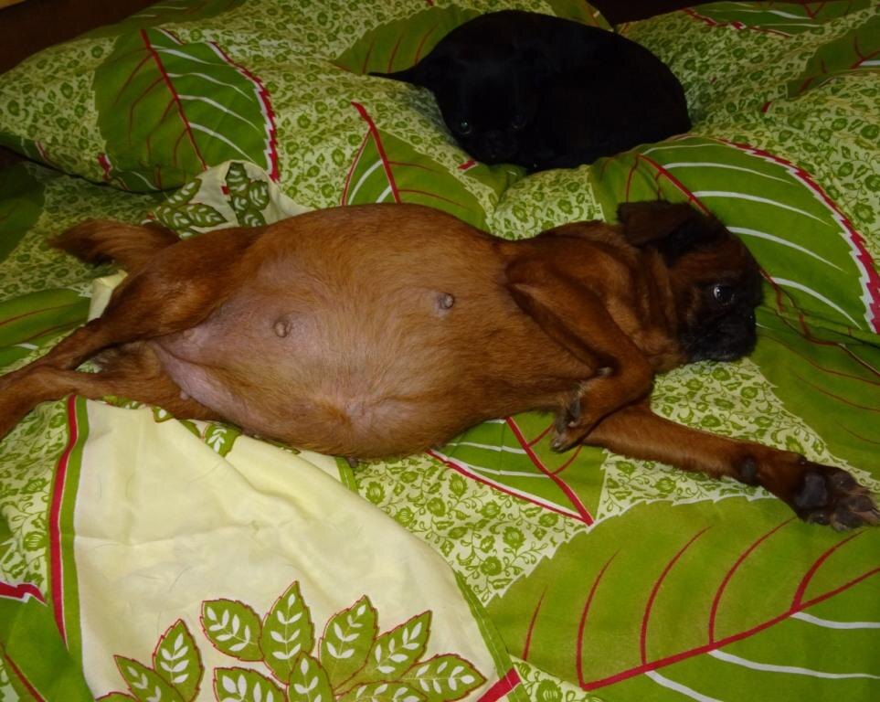 Кнопочка с пузякой