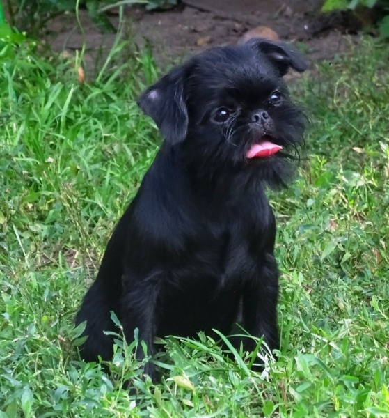 Олька. Солитэри Стар О Соле Мио, 5 месяцев