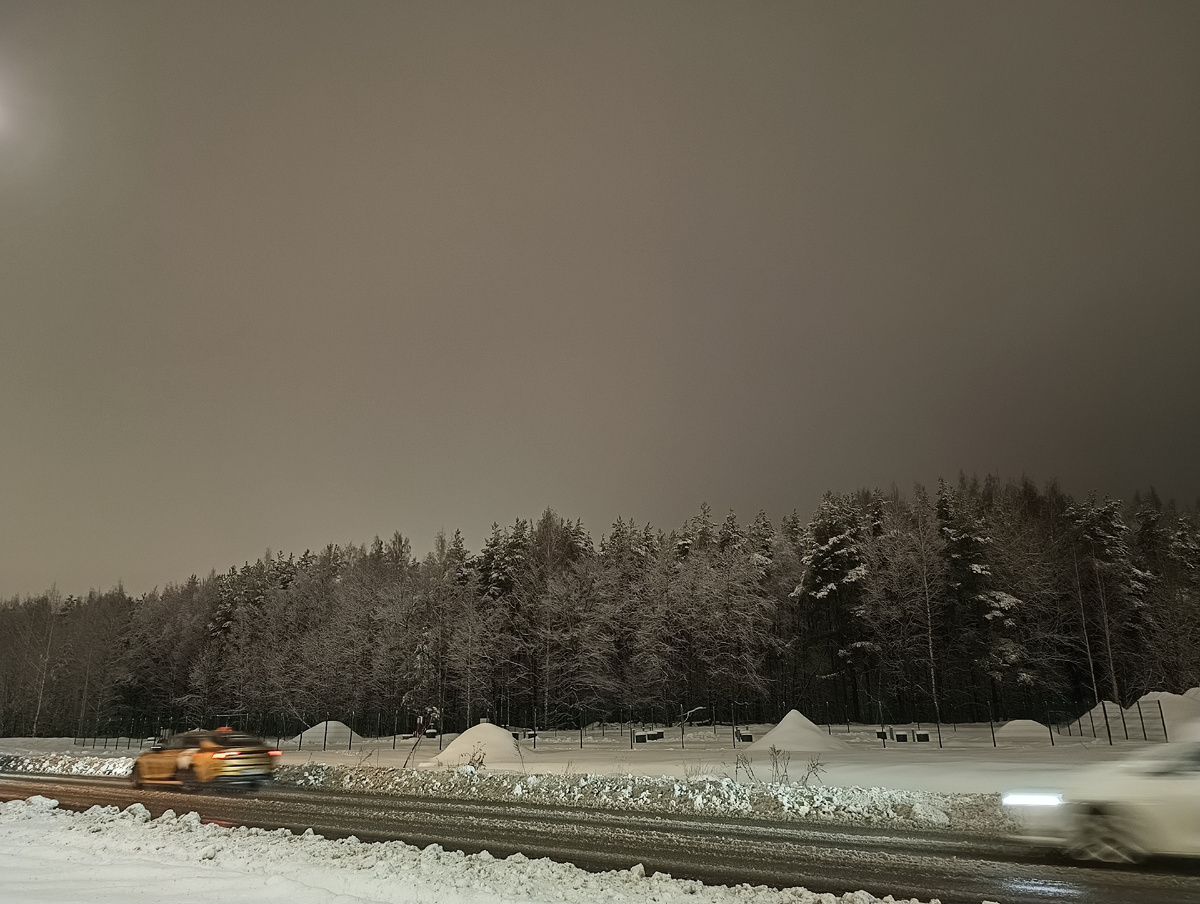 Лес в Янино. Фото автора.