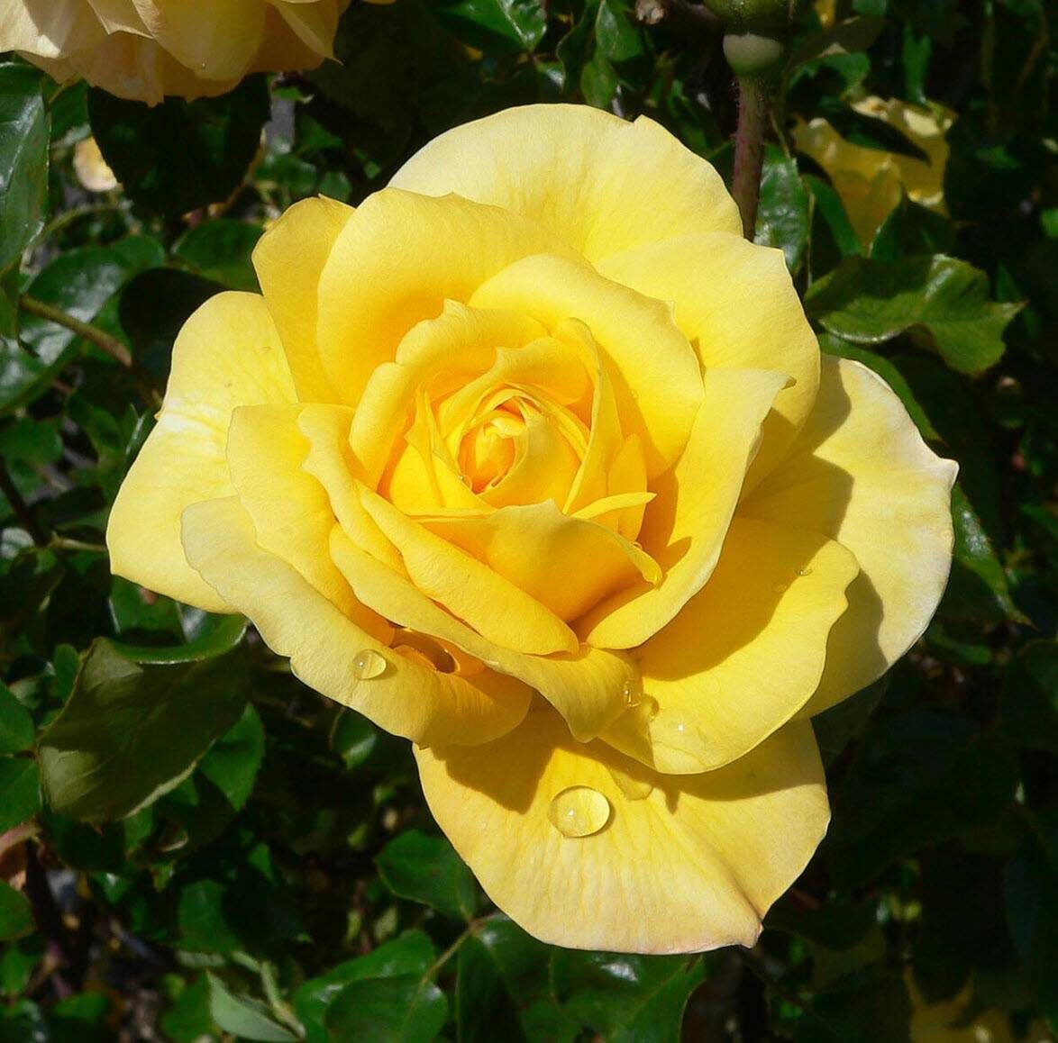 Фото PlantMaster