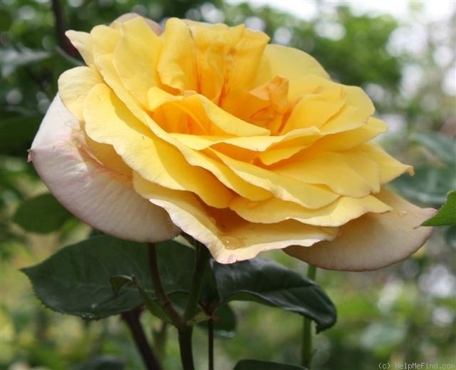 «Фред Ховард». Фото Margaret Furness