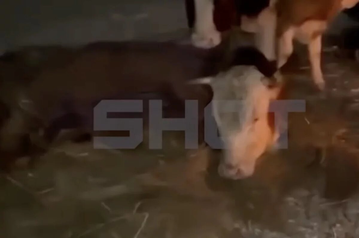    Семь часов спасали провалившуюся под лед корову в Башкирии