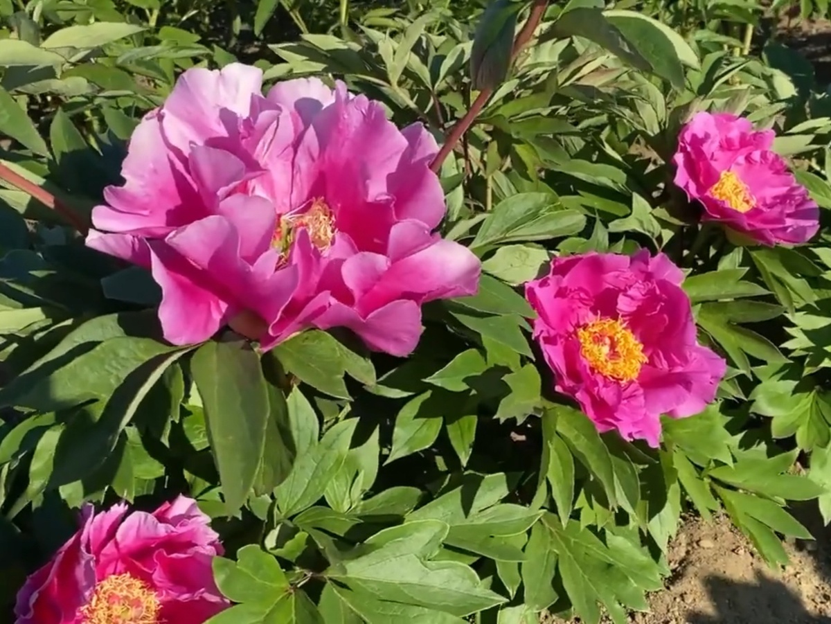 Пион "Гордон Е.Симонсон".  Селекционер Anderson (США 2010г.)