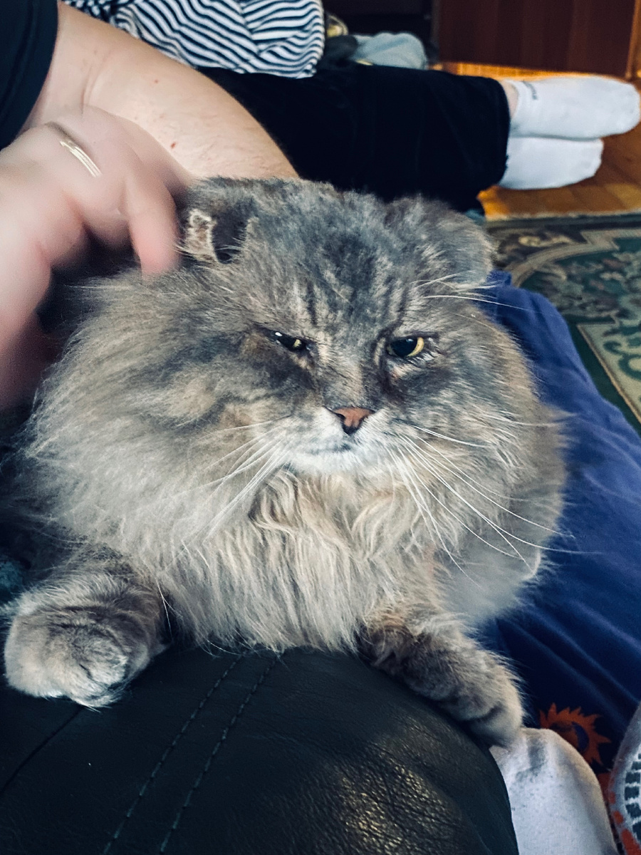 Хозяйка, чего ты там обо мне снова пишешь? Везде фото автора.