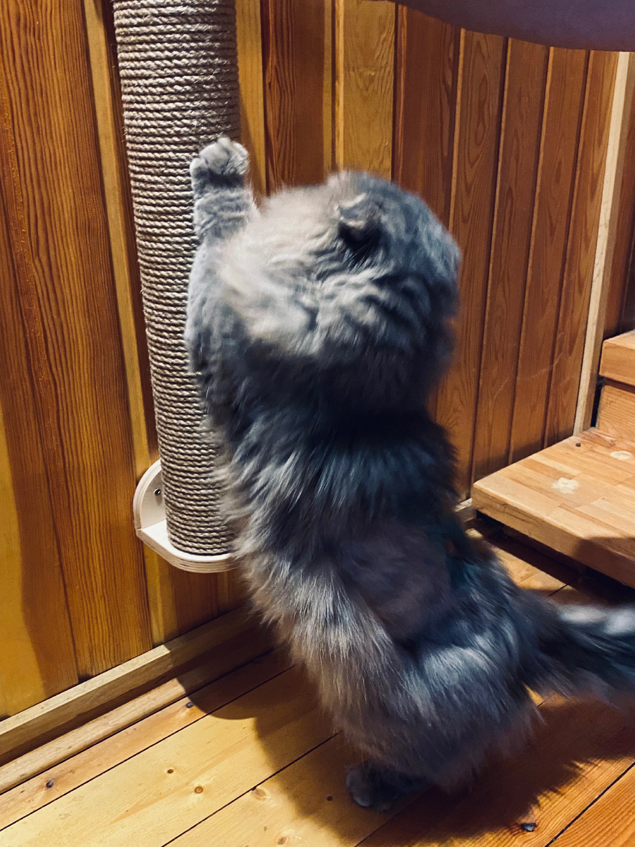 Филя сразу понял для чего мы купили этот столбик.