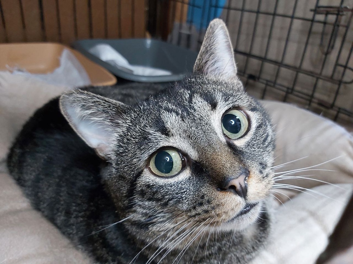 Котик Кукизавр, 2 года. Найден на улице. Ласковый парнишка мечтает сделать вам дом уютным.