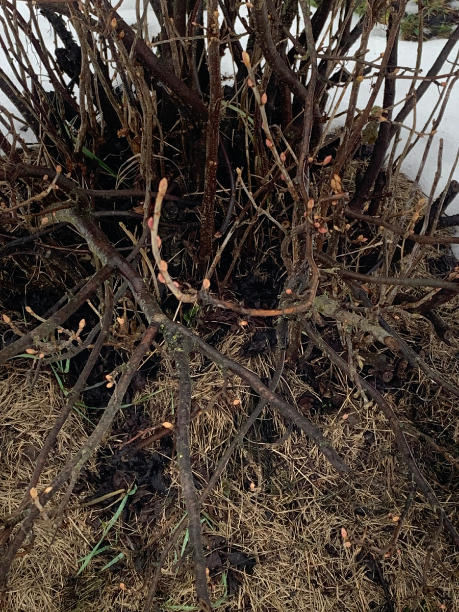 На смородине набухли почки