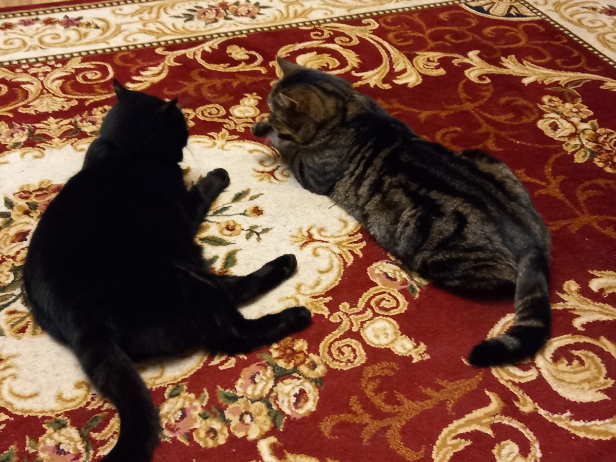 Кусик и Плюшик - братья