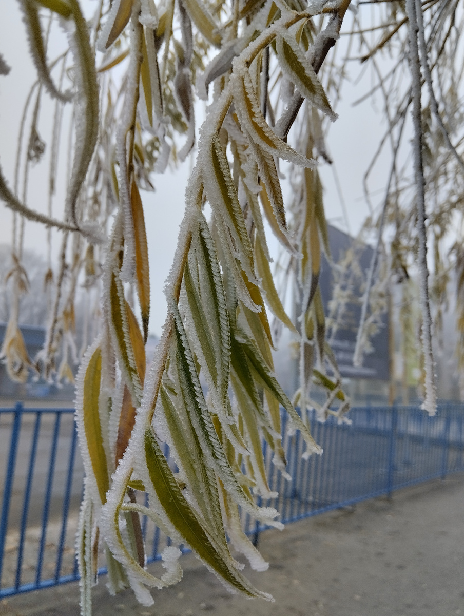 В день приезда мужа был такой иней...