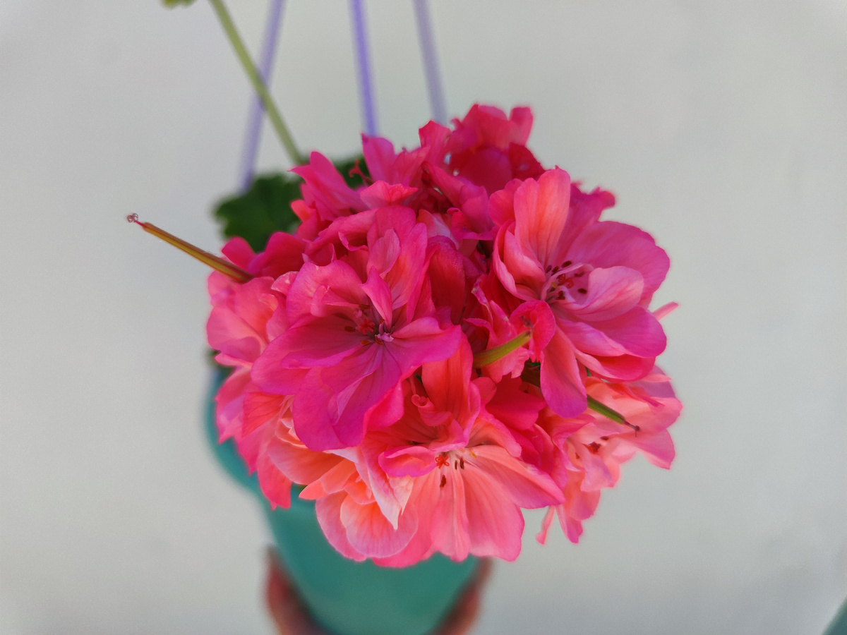 Летняя пеларгония 