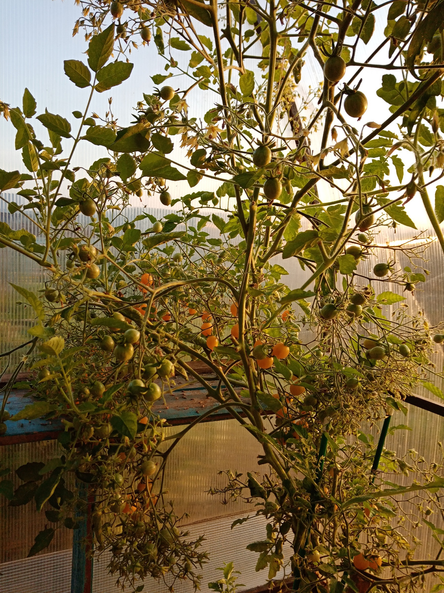 Инлетерминантн (высокорослых) томат черри "Оранжевое ожерелье" в моей теплице. 🧐Фото автора.