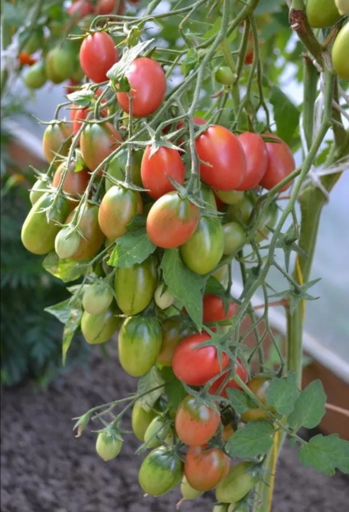 томат индент "Чио чио сан" коктейльного типа