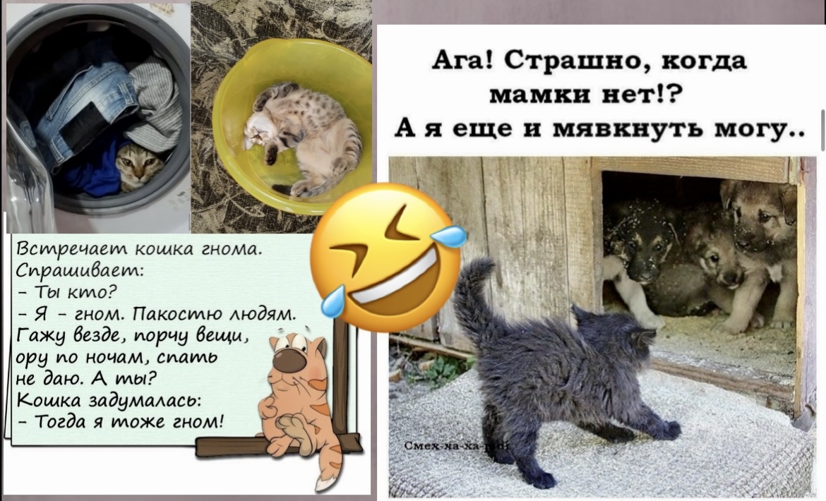 -ТЫ кота покормил?-ОН воды поел! 🤣 17 поводов посмеяться без остановки, юмор в картинках для настроения:смешные фото моменты наших любимцев
