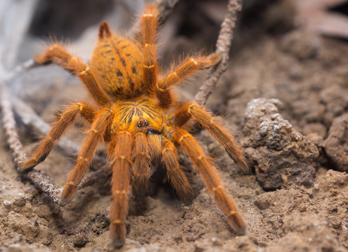 Pterinochilus murinus внушительных размеров птицеед