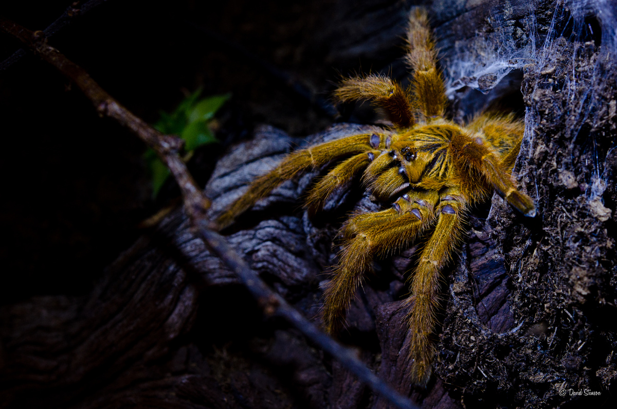 Pterinochilus murinus яркая драгоценность Африки.