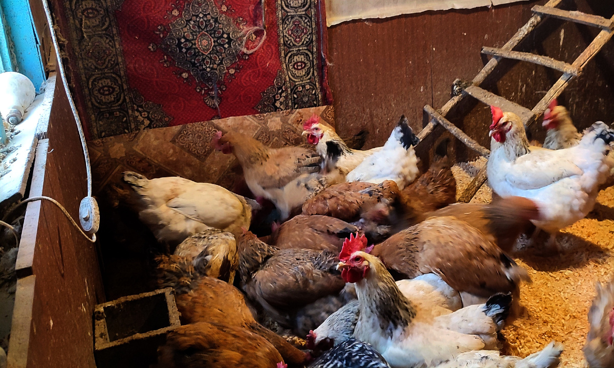 Мои курочки