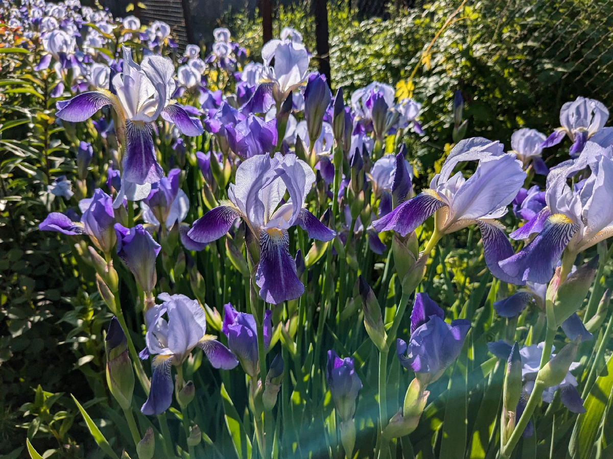 Ирисовая река, начало разлива