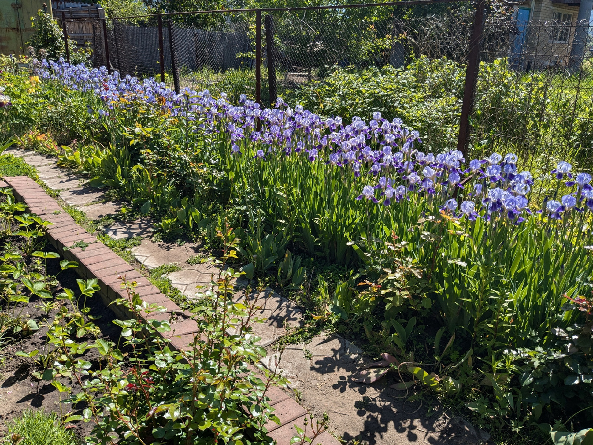 Ирисовое половодье