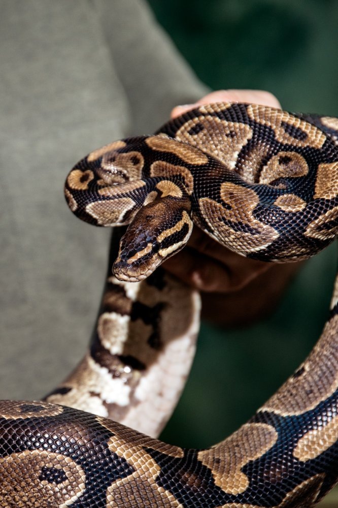    Жительницу Новосибирска змея укусила в новогодние праздники