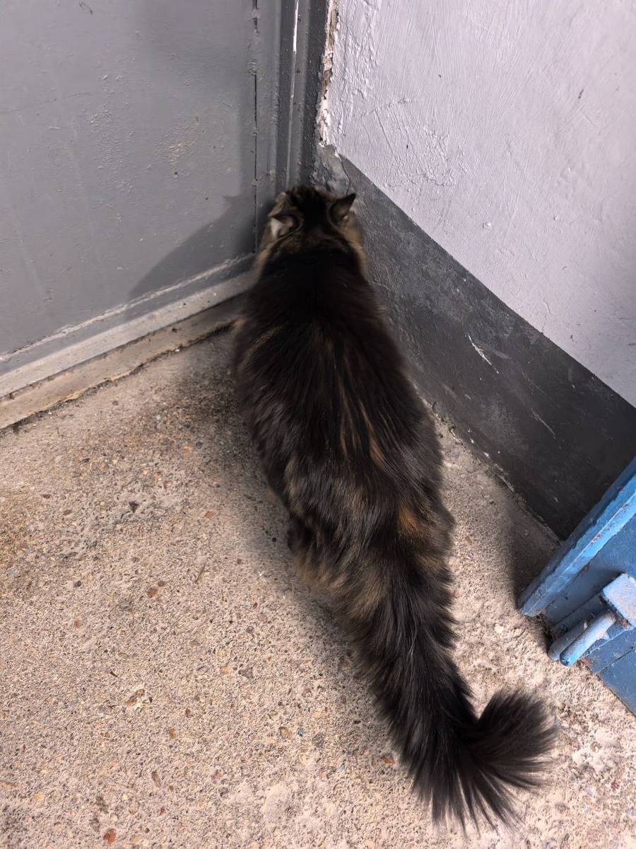 Да, подъезд у нас не современный, смотрится так себе.