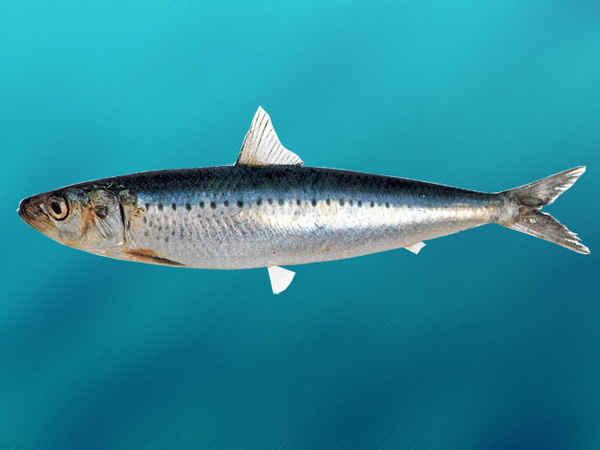 СЕЛЕДКА И ТОЧКА - И БОЛЬШЕ НИКАКОЙ РЫБЫ НАМ НЕ НУЖНО