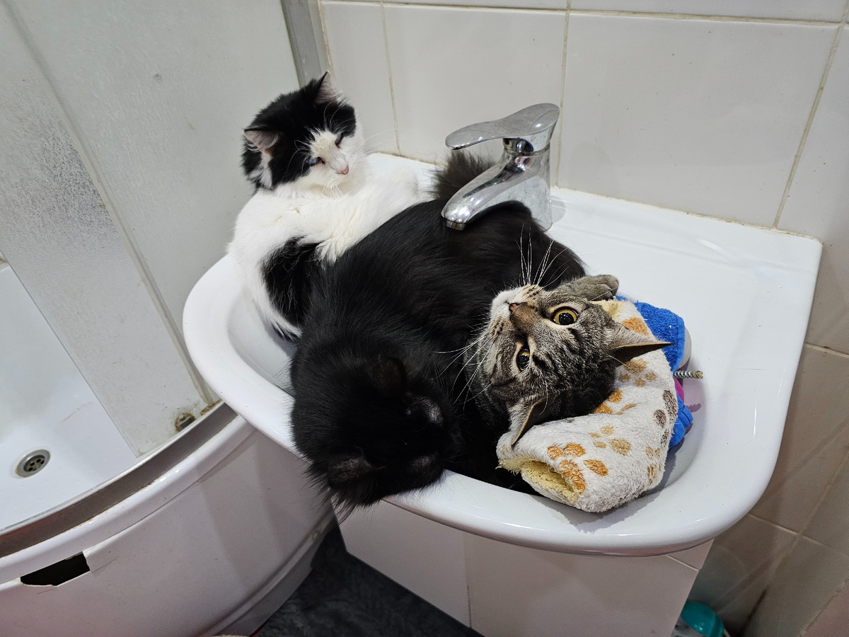 Фото автора. Сладенький, Ночка, Сер-Серыч.