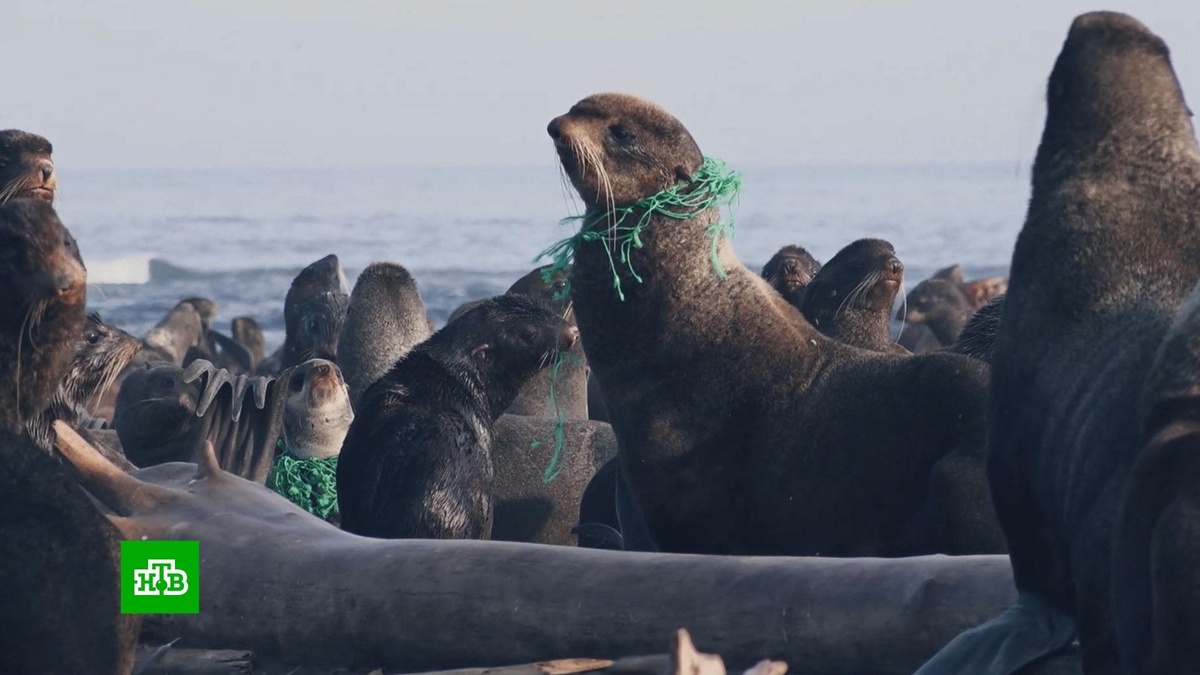    Сети, веревки, мочалки: как спасают морских котиков от мусорных ошейников