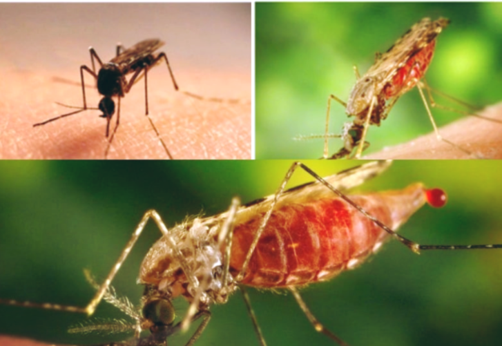 Внешний вид обычного комара (рода Culex) и малярийного (рода Anopheles) крупным планом
