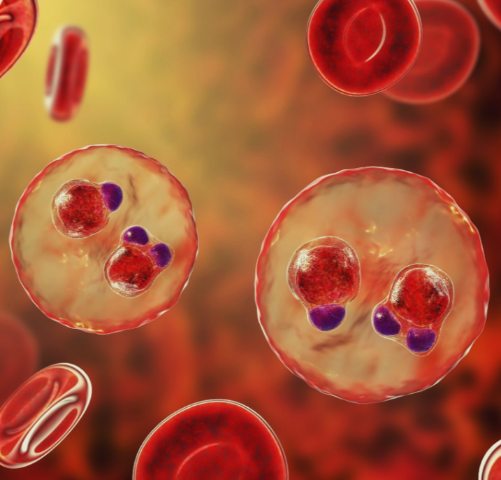 Малярийный плазмодий на одном из этапов своего цикла развития 