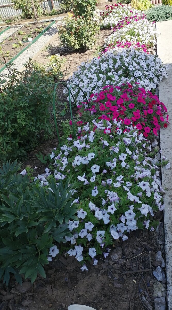 Tidal Wave разных расцветок. Фото автора