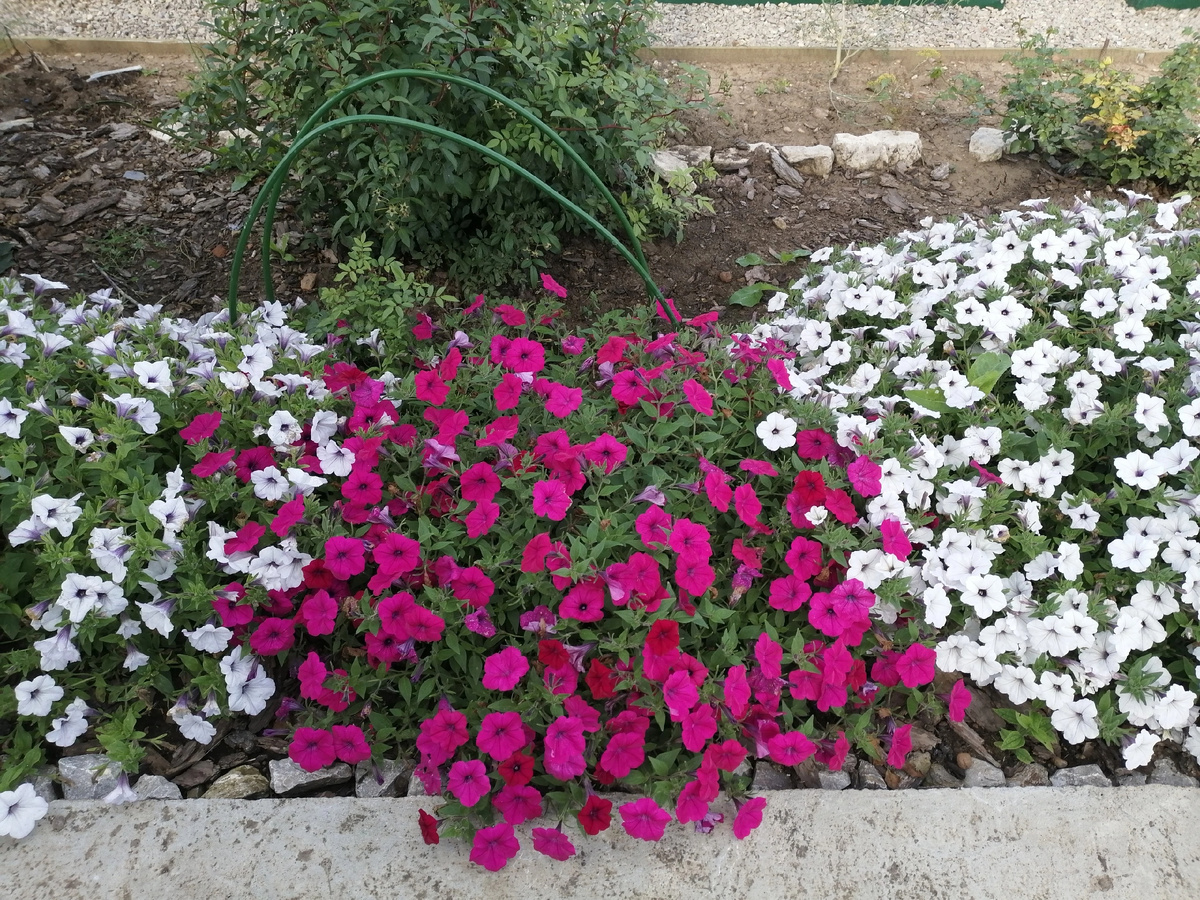 Мне нравятся как каскадные петунии расстилаются ковром. Тайдалы вейв. Фото автора