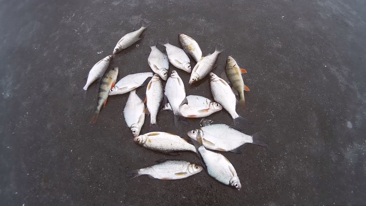 Фото с сайта: https://i.ytimg.com/vi/vL_j__MniuY/maxresdefault.jpg