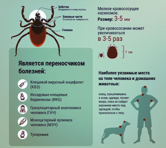  Краткая информация о клещах