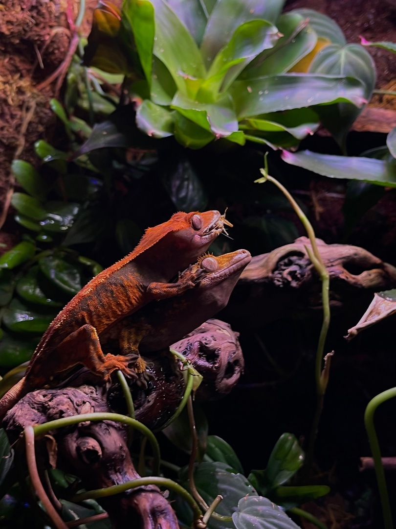 Фото: Тропический мир «Frog Paradise»