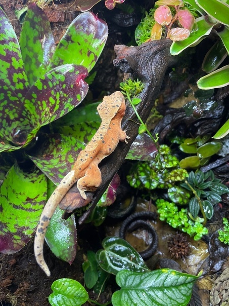 Фото: Тропический мир «Frog Paradise»