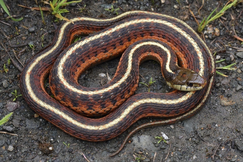 Thamnophis elegans с чешуёй. Фотографии без, к сожалению, найти не удалось.
