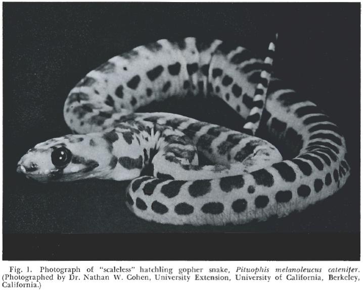 Pituophis catenifer без чешуи.