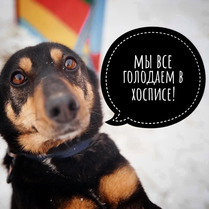 Уже завтра кушать животным нечего совсем…