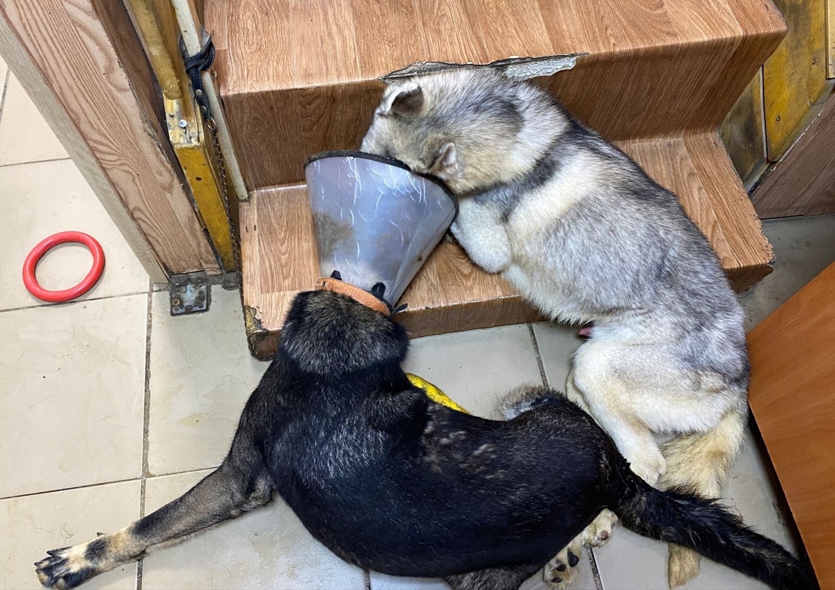 Инvалиды Руна и Данди...