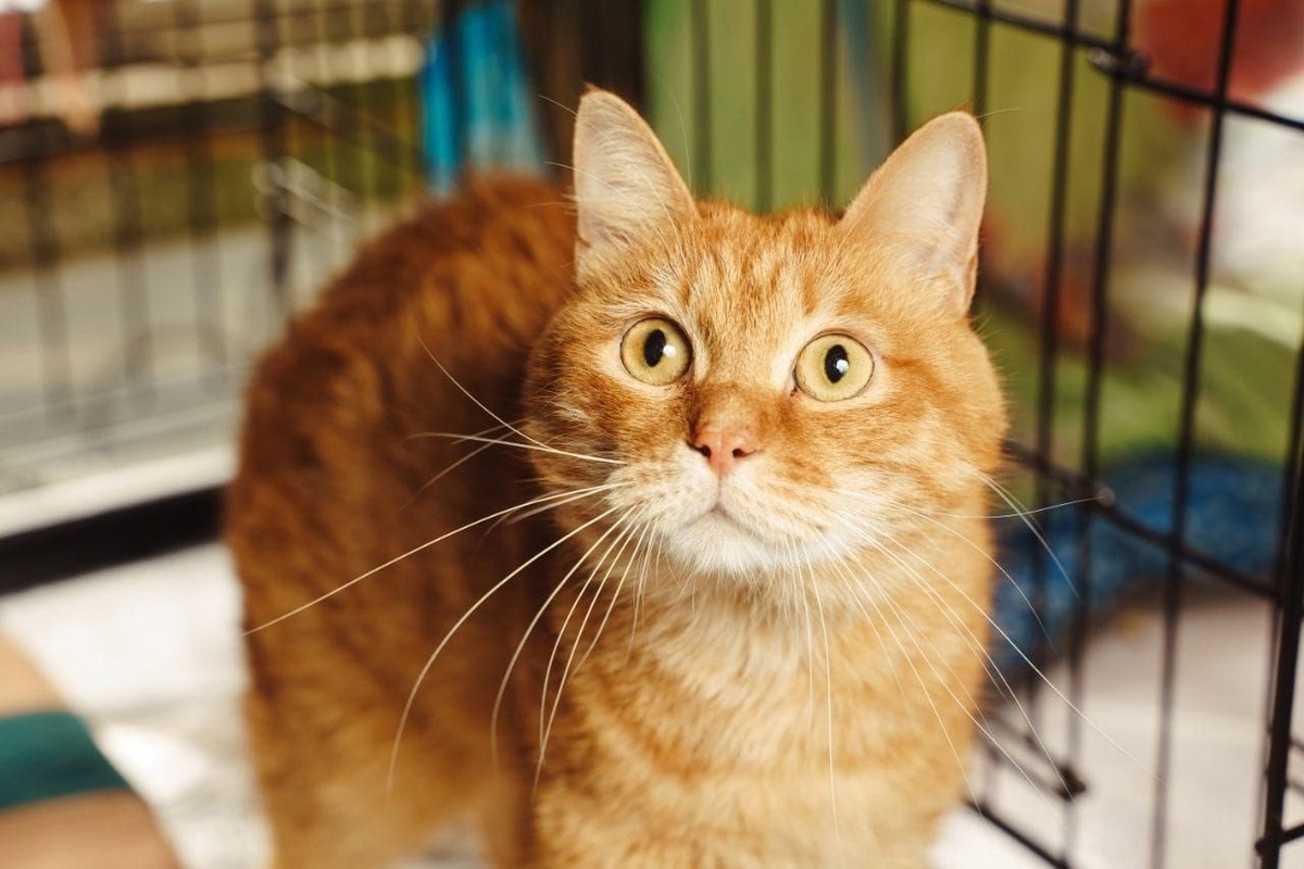 Хаку инvалид