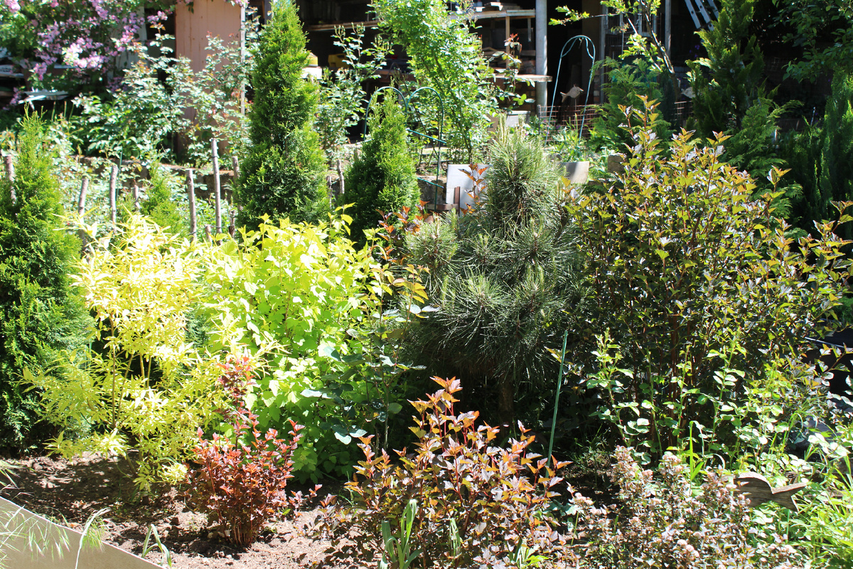 Жаркое лето, хвойные и пузыреплодники