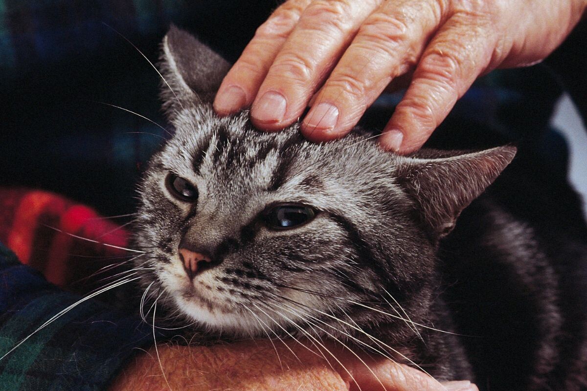 Грустная кошка 