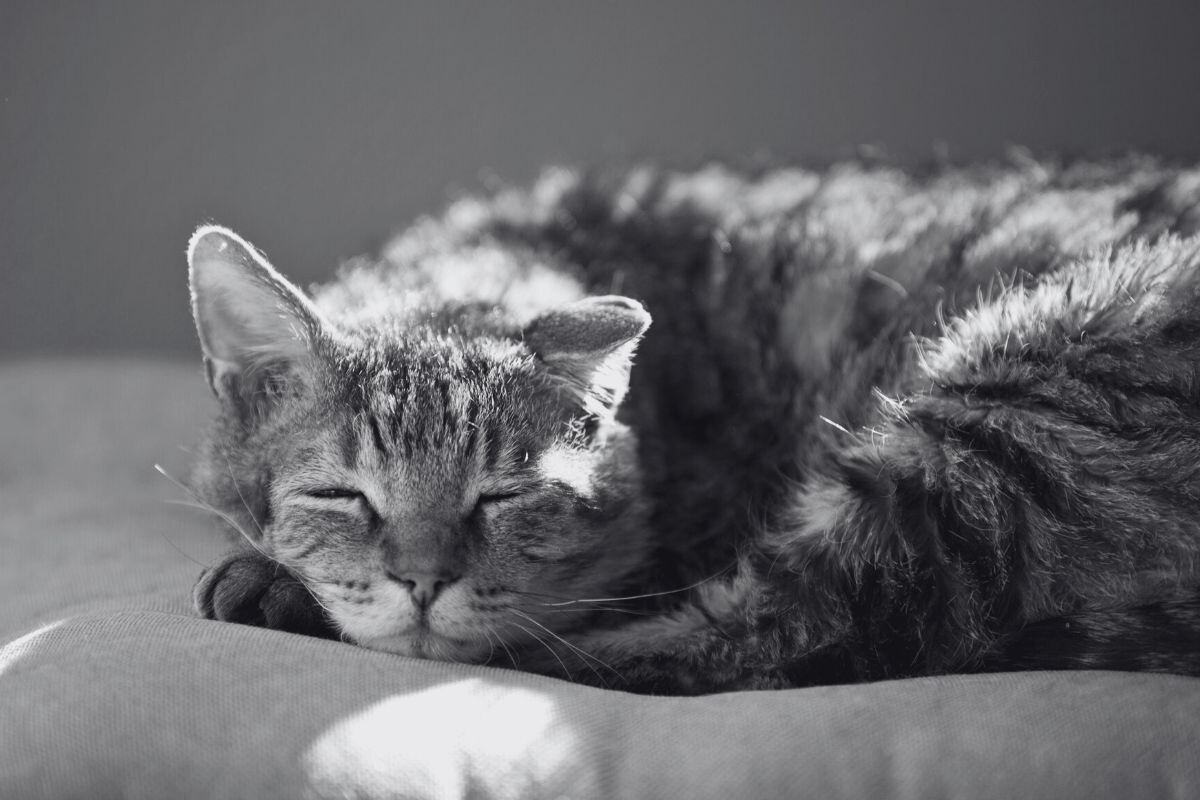 Кошка спит на кровати хозяина