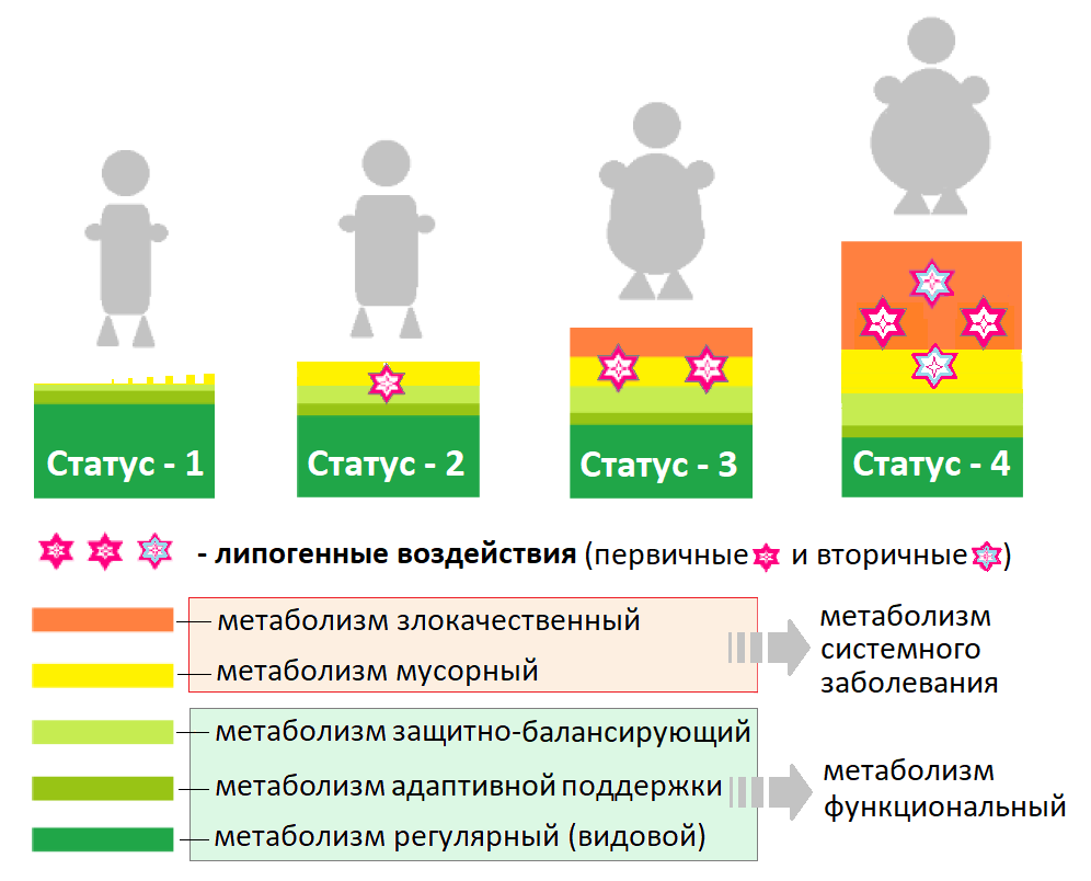 Схема 2  — Примерное распределение метаболической активности у людей
с нормальным и избыточным весом в зависимости от степени ожирения
